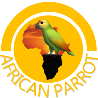 cropped-africanparrot-1